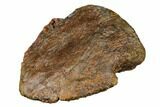 Fossil Dinosaur (Edmontosaurus) Ungual Bone - Montana #184002-4